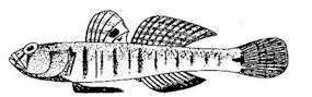 Gobiusculus _claves